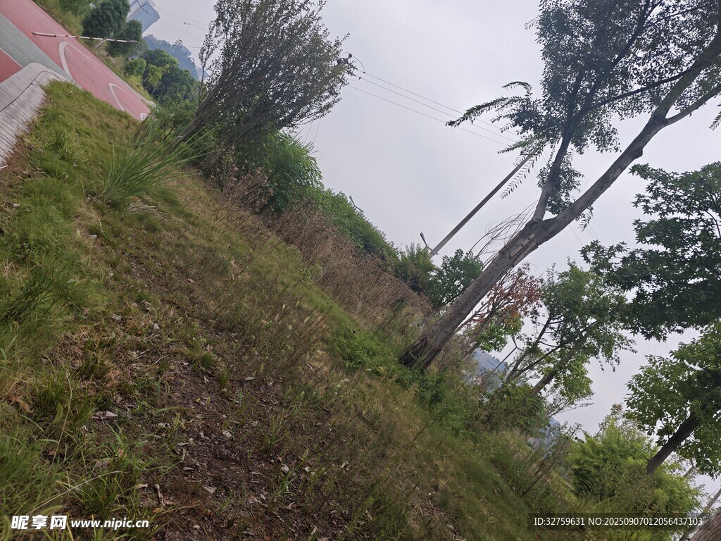 戶外草地與樹木景觀