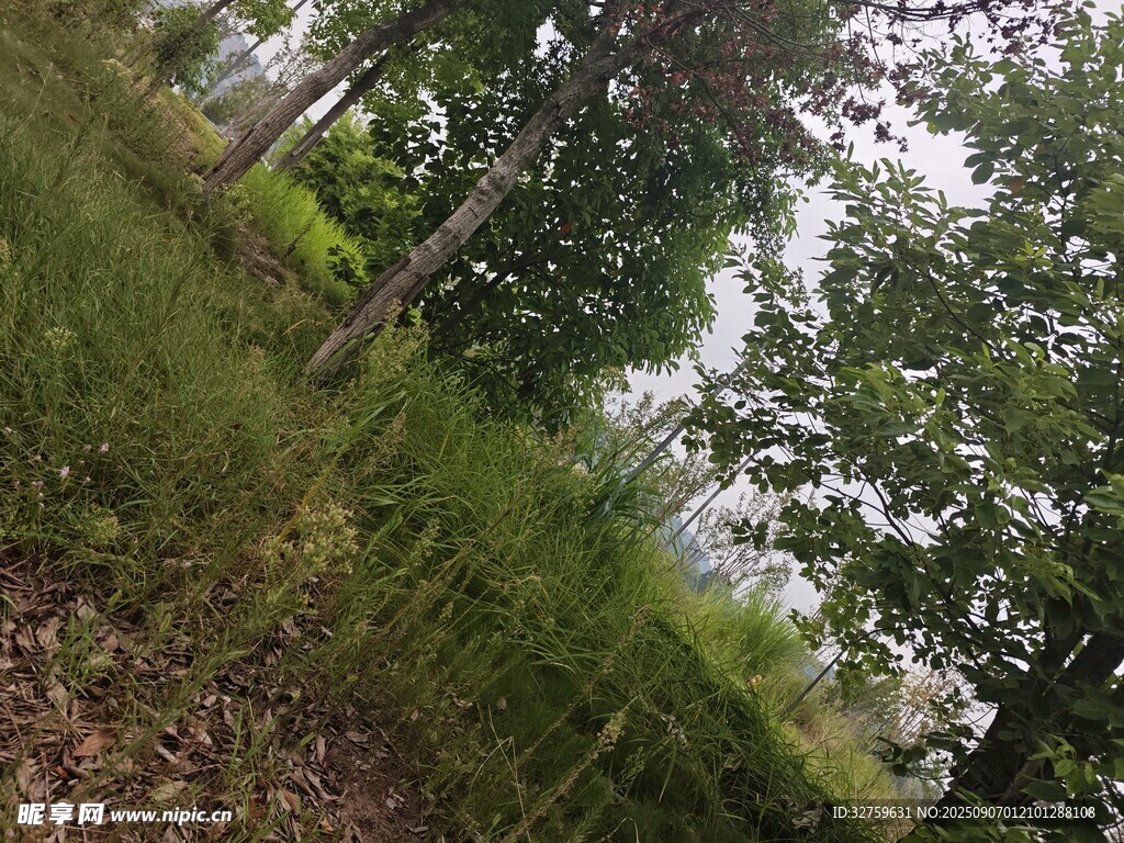林間草地自然景象