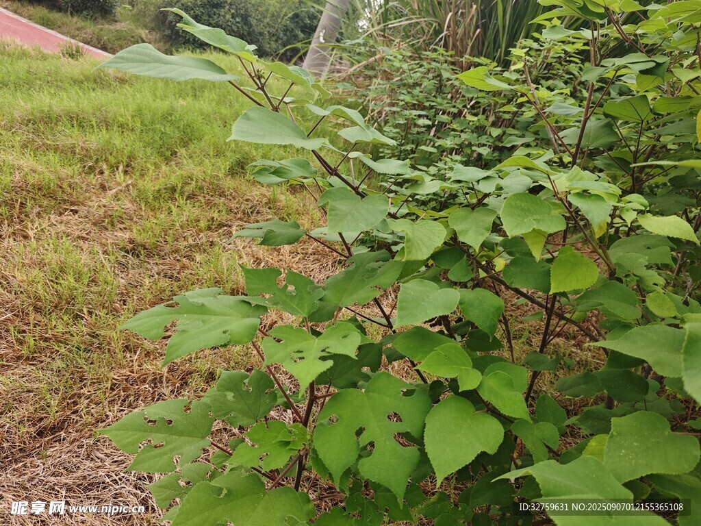 野外生長的綠色植物