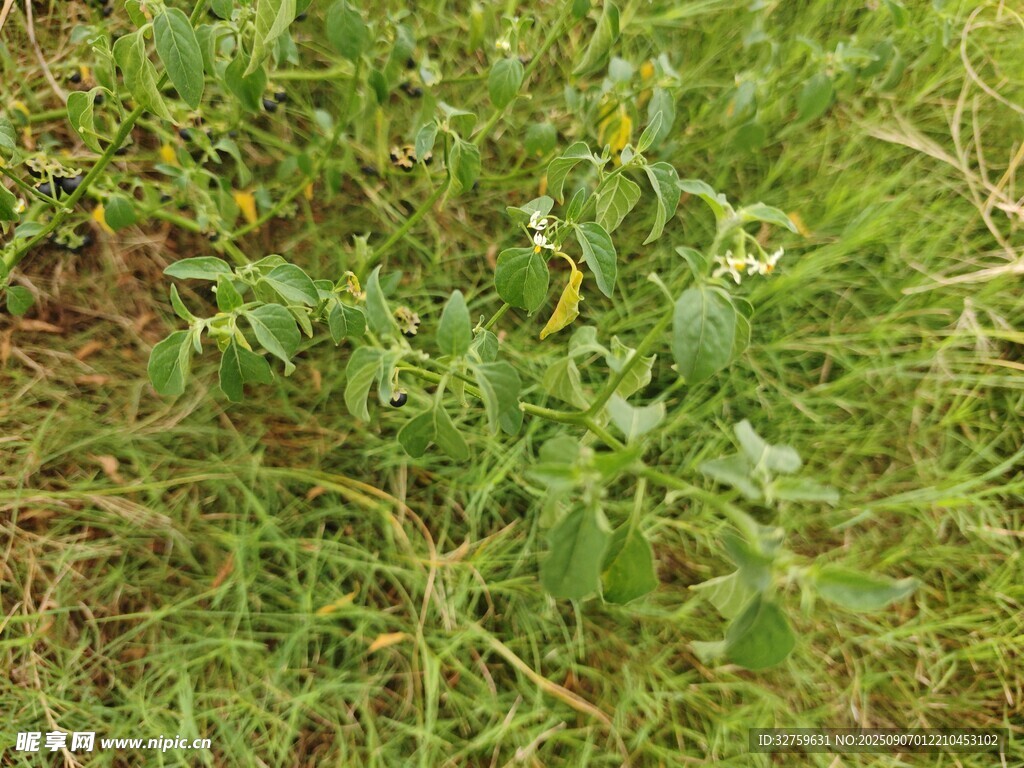 田野中的綠色植物