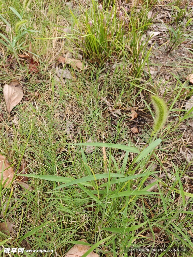 地面上的嫩綠野草