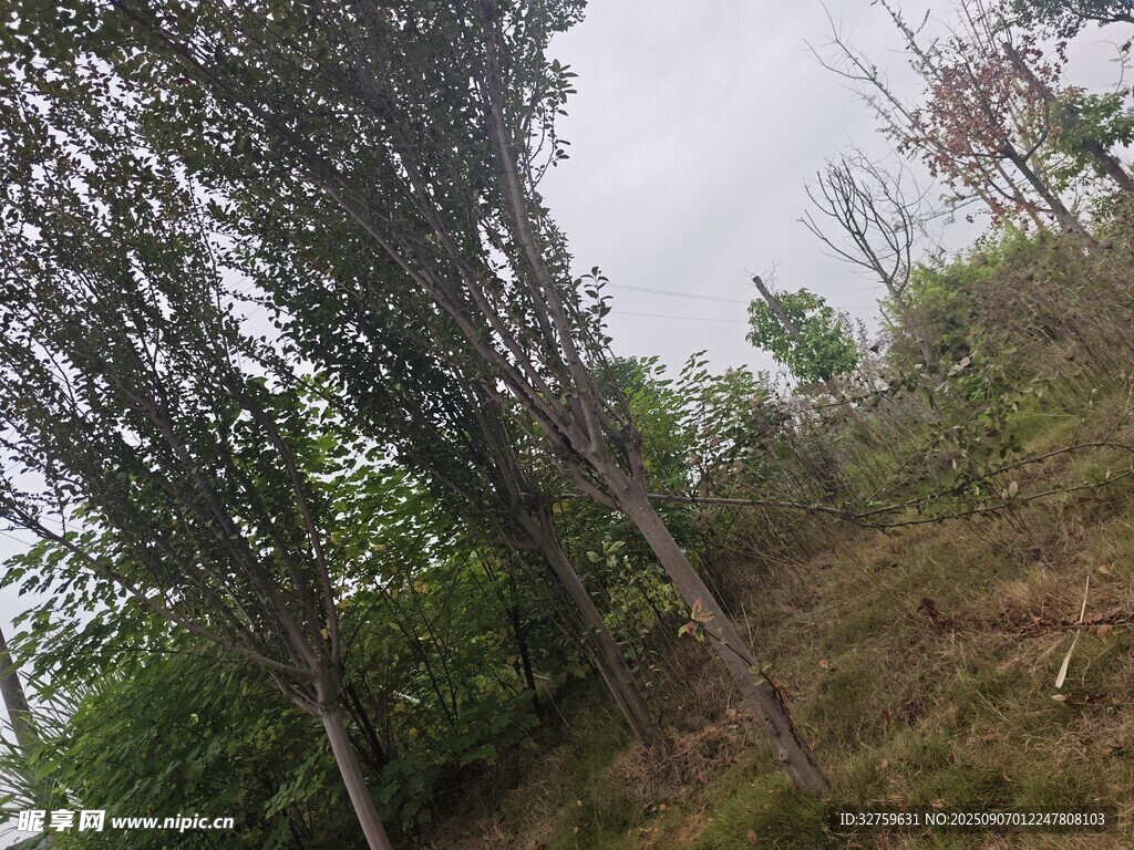 山坡上的樹木與草地