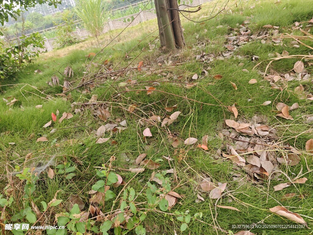 林間草地