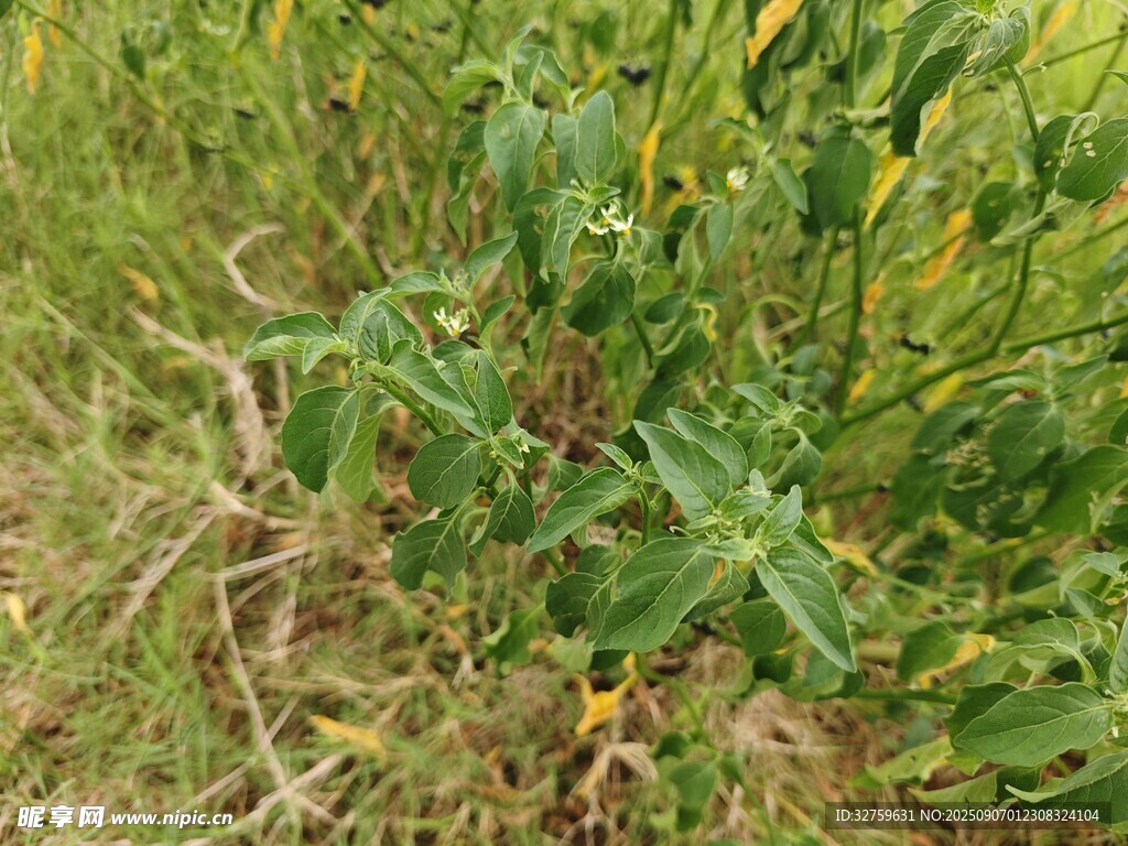 野外生長(zhǎng)的綠色植物