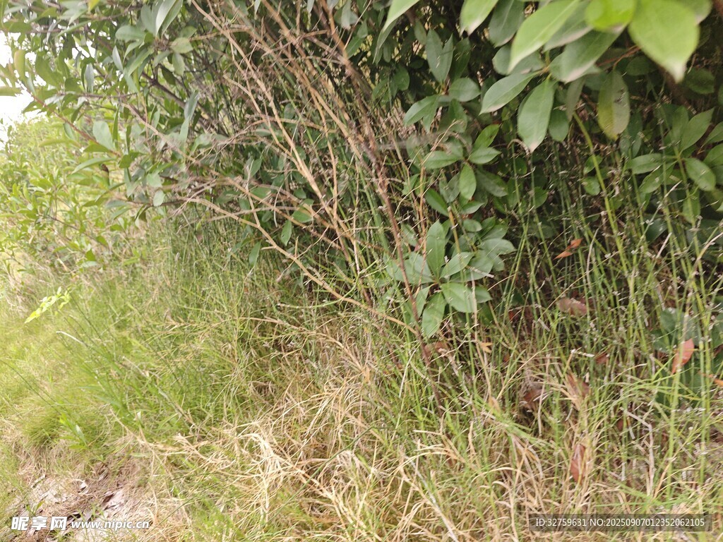 野外叢生的綠植與雜草