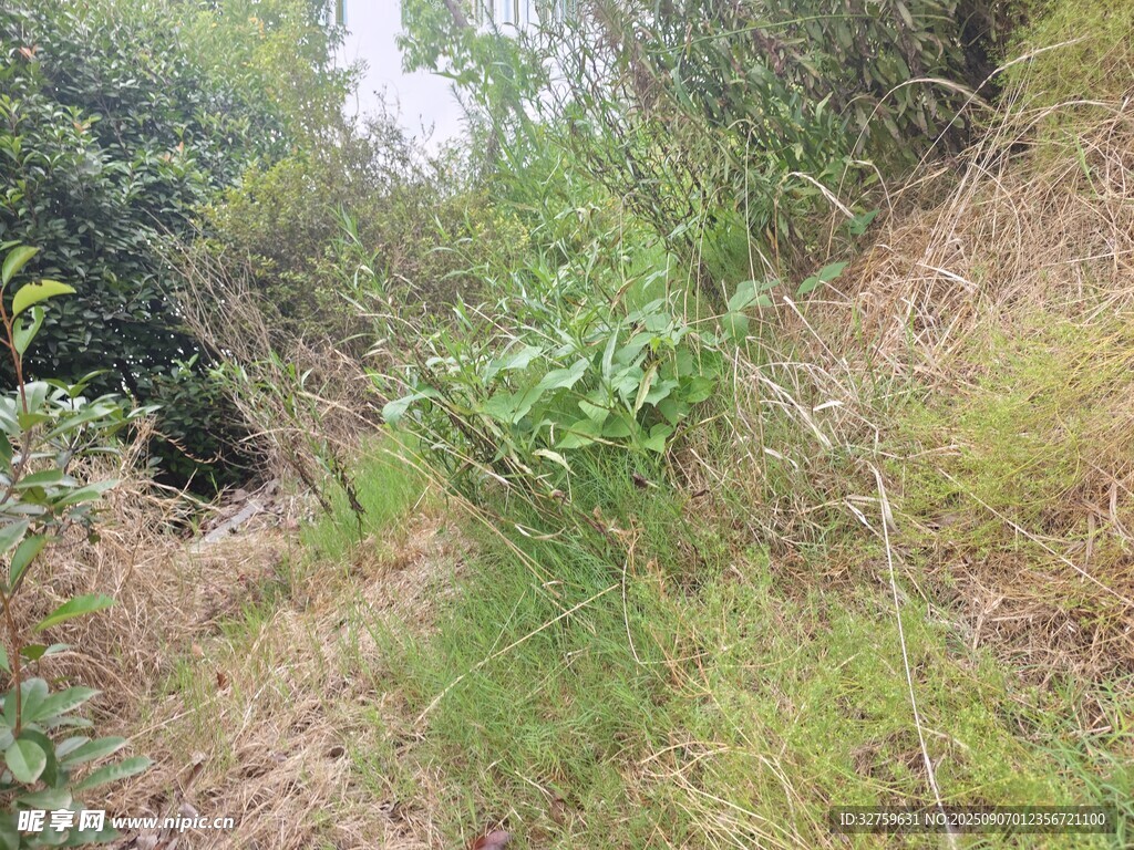 野外山坡植被景象