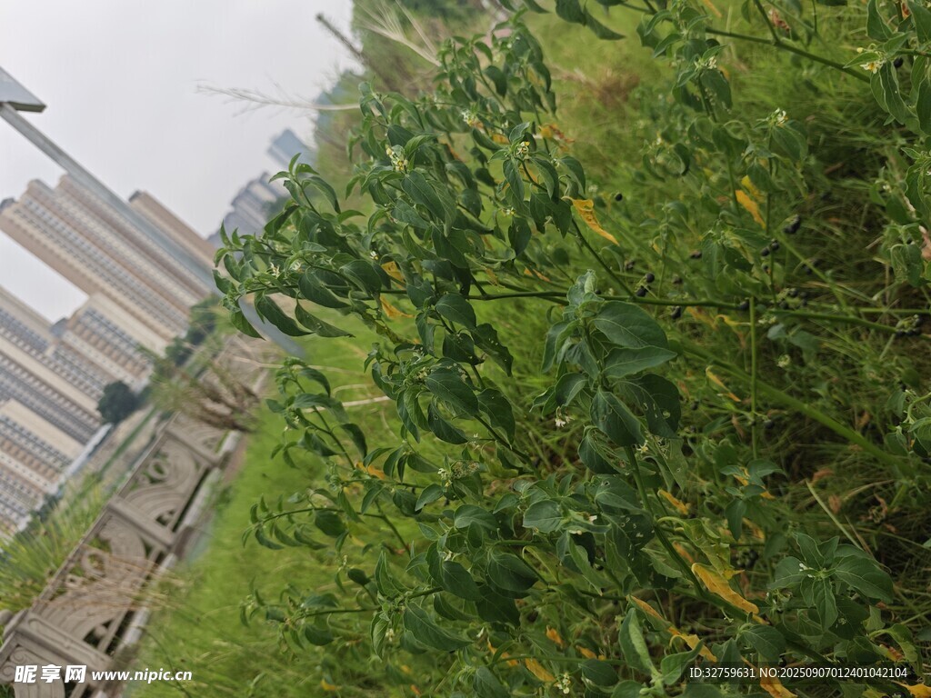 城市邊的繁茂綠植