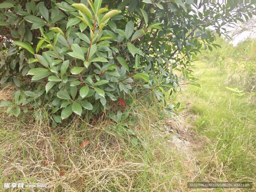 綠葉繁茂的野外植物景象