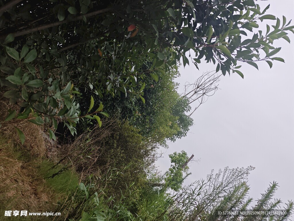 山林間的繁茂植被