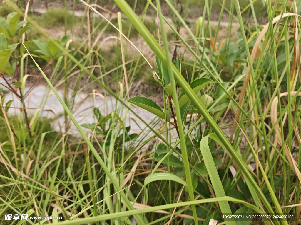野外草地近景