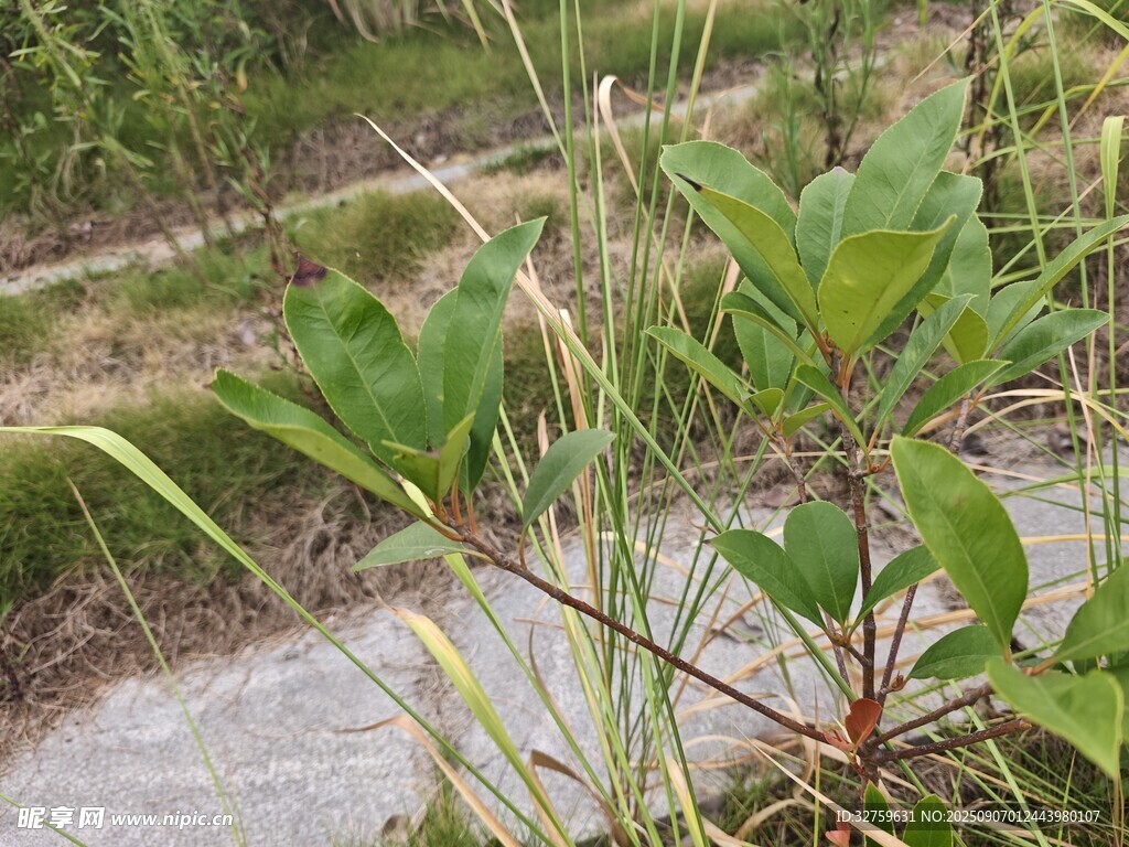 溪邊生長的綠色植物