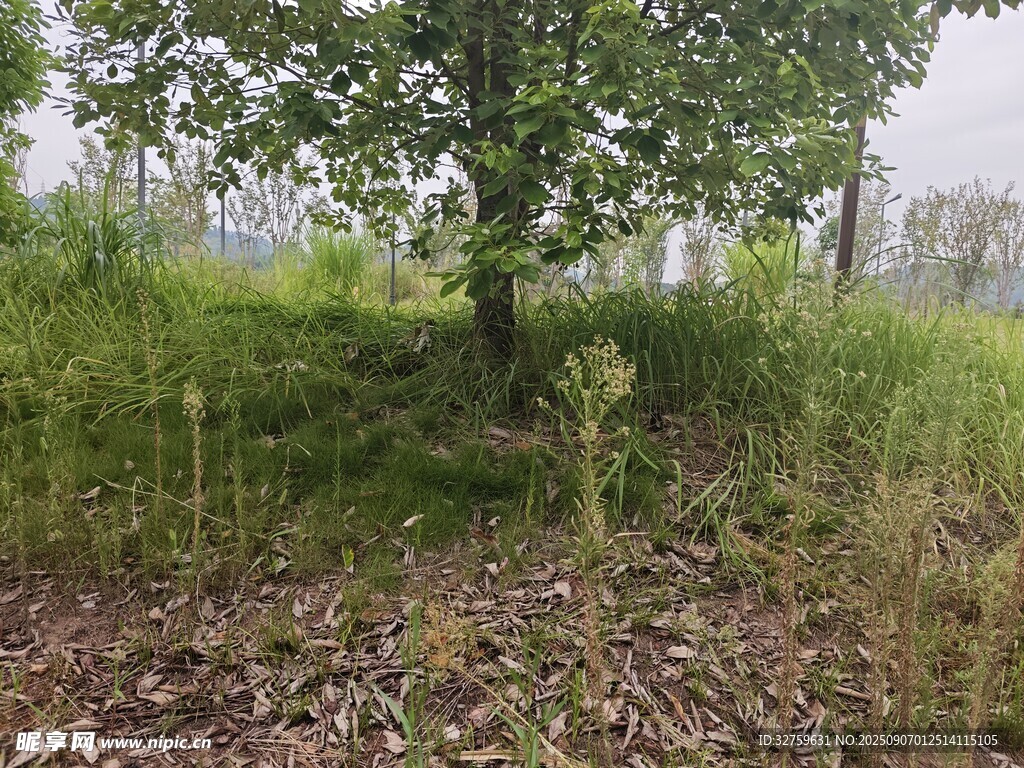 野外樹(shù)下的雜草植被景觀