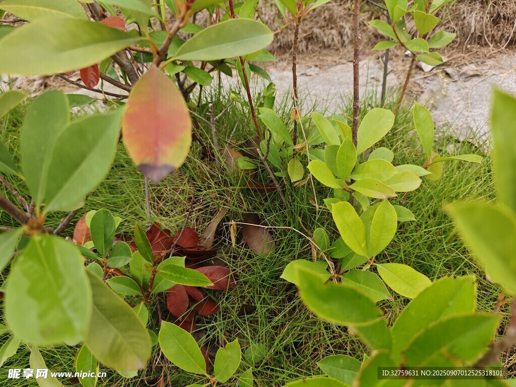 綠葉間的紅果植物景觀