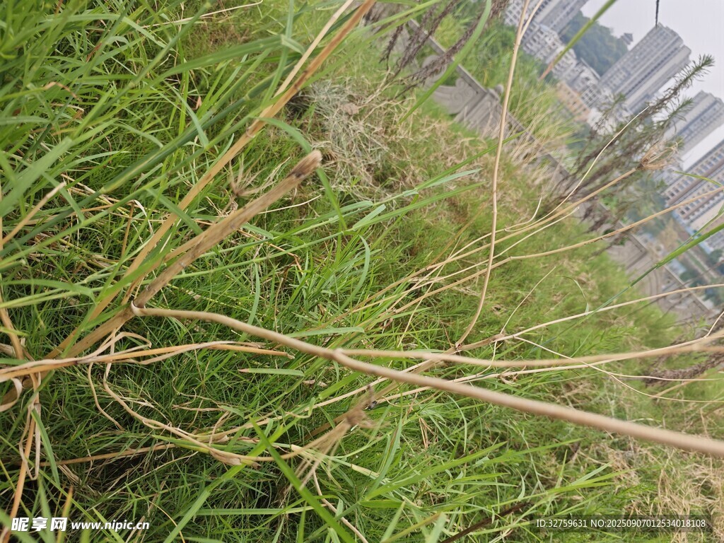 野外叢生的綠色雜草