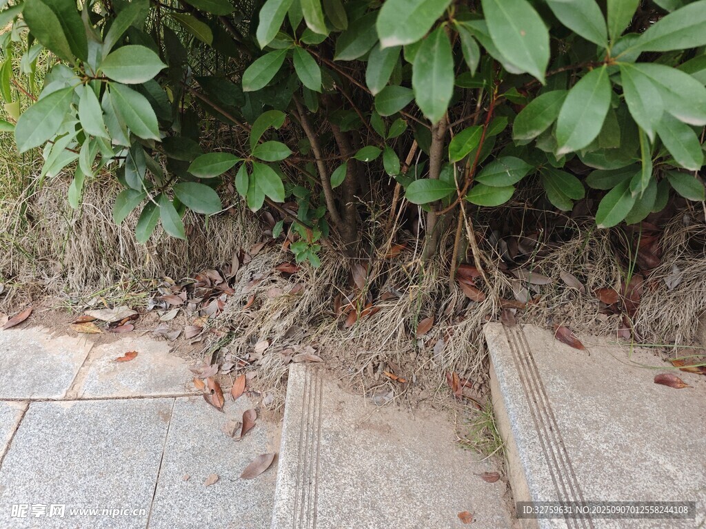 石板旁綠植根系顯露