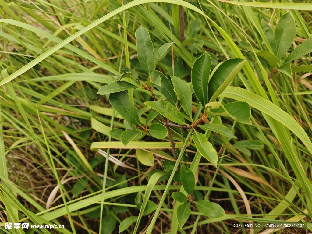 草叢中的嫩綠植物
