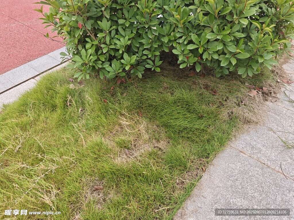 路邊綠植與草地景象