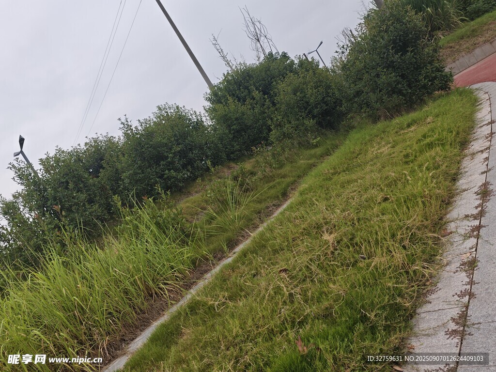 雨中斜坡旁的綠植與步道