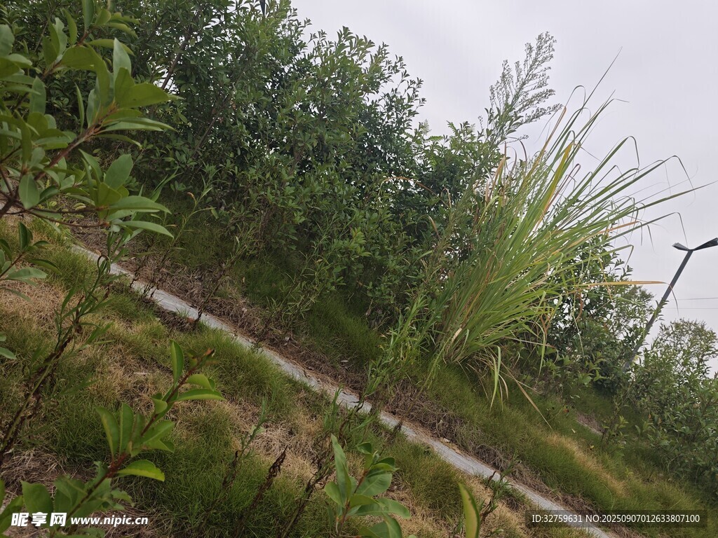 鄉(xiāng)間小路旁的綠植風(fēng)景