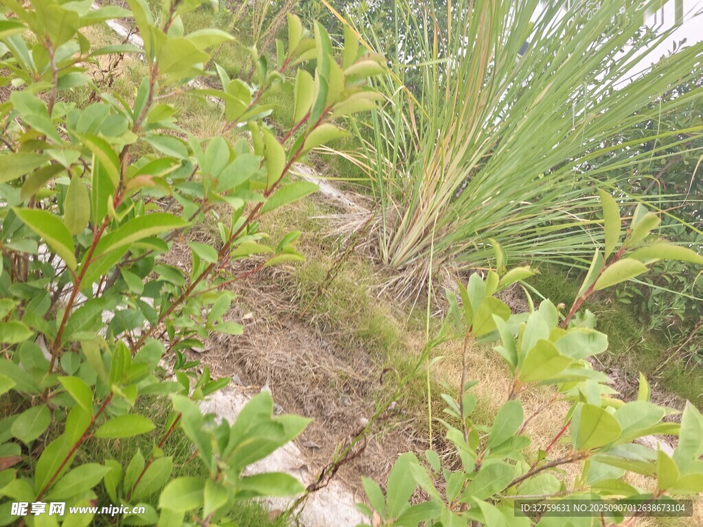 野外綠植景觀