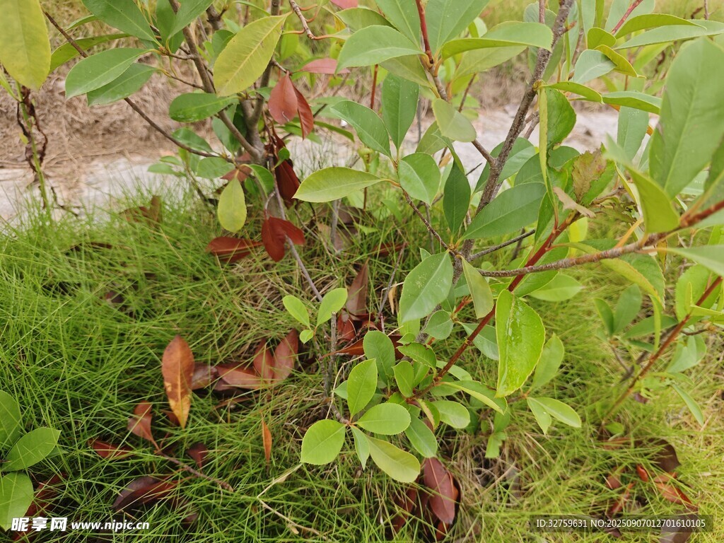 綠葉紅枝的生機(jī)植物