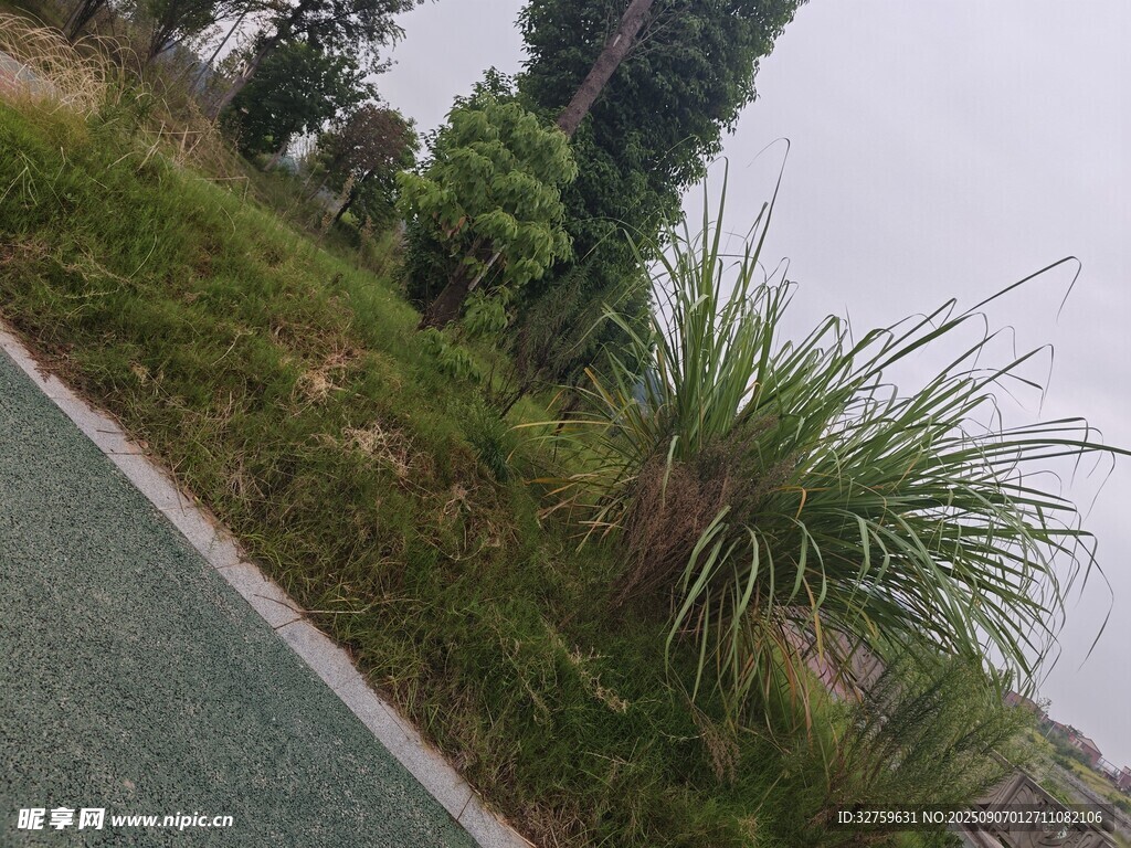 路邊蔥郁綠植景觀