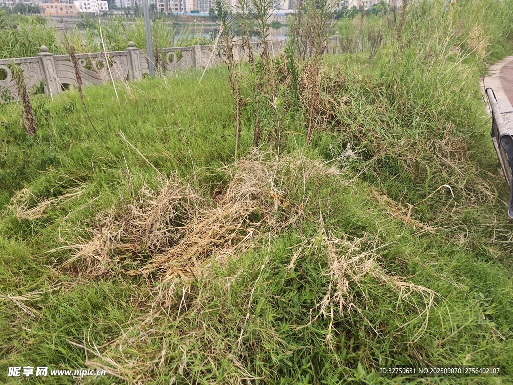 雜草叢生的戶外場景