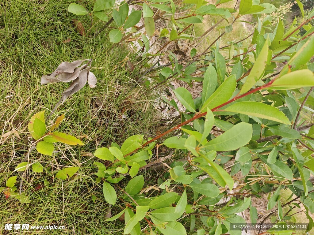 野外生長的綠色植物