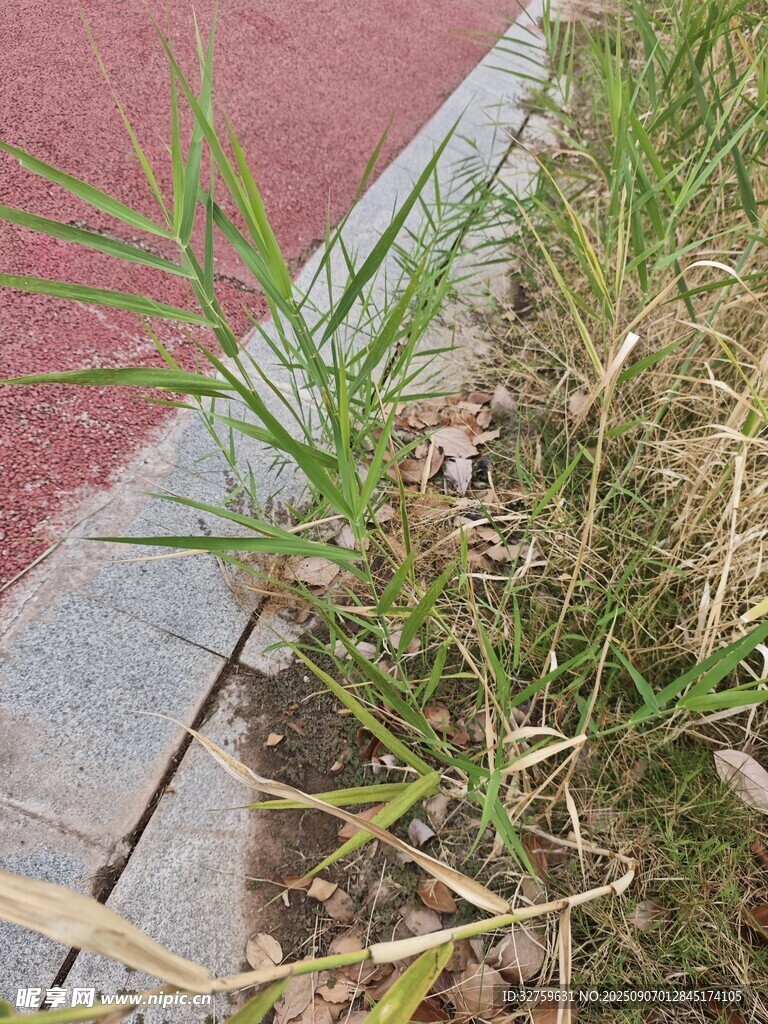 路邊草叢中的綠色植物