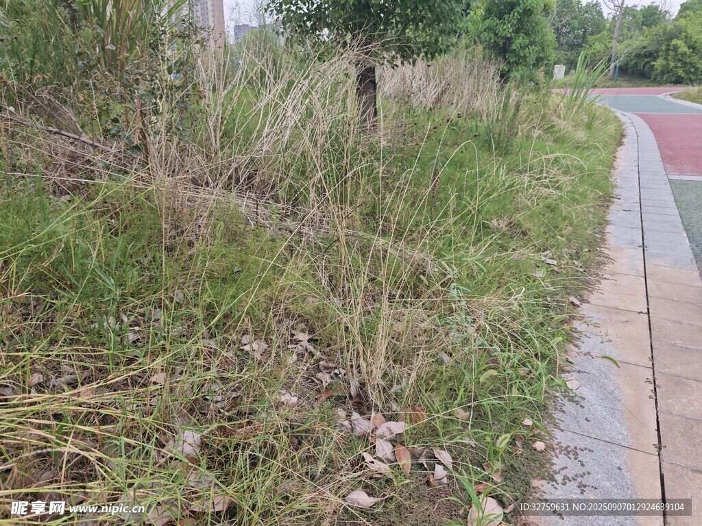 路邊繁茂野草與多彩步道