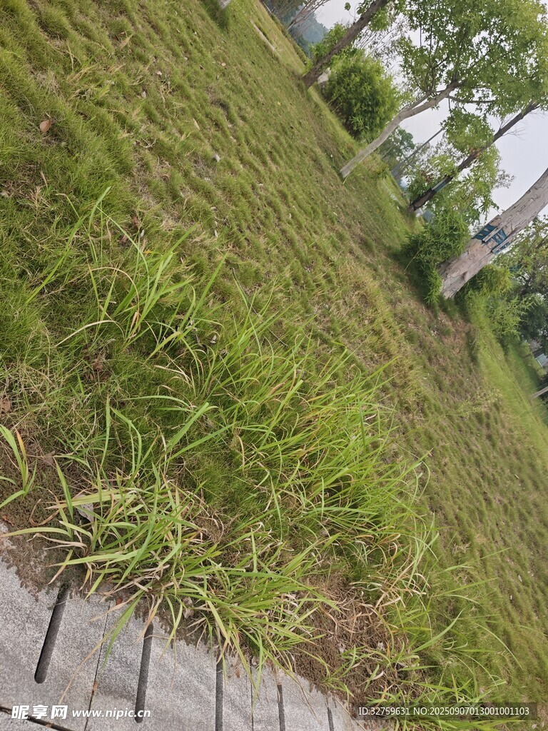 路邊翠綠草地景象