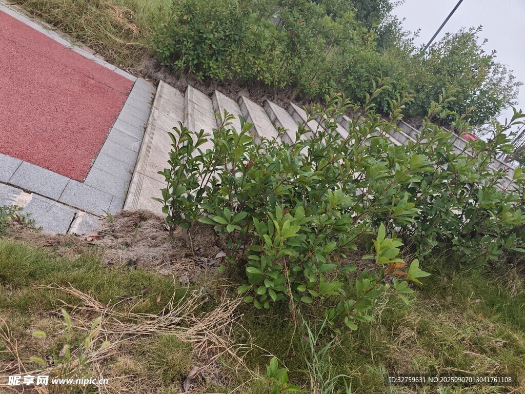 路邊綠植景觀