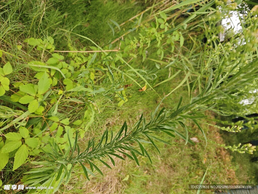 野外綠色植物特寫