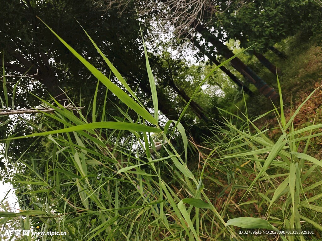 野外翠綠叢生的繁茂植物