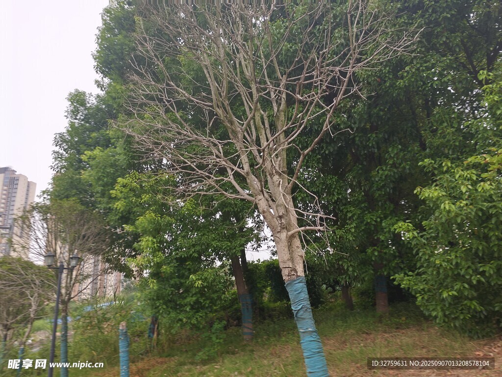 路邊光禿樹木與周邊綠植