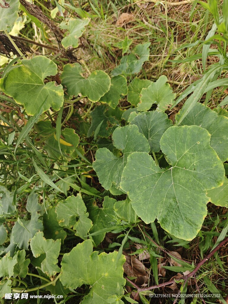 綠葉叢生的地面植物