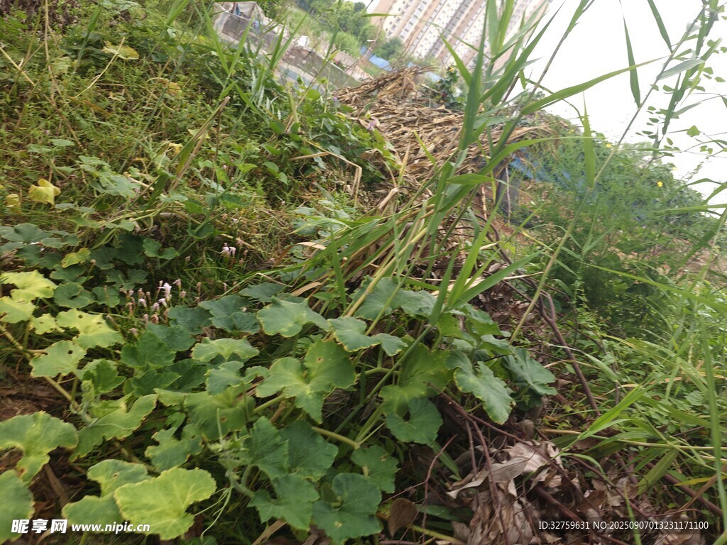 野外繁茂的綠色植物景觀