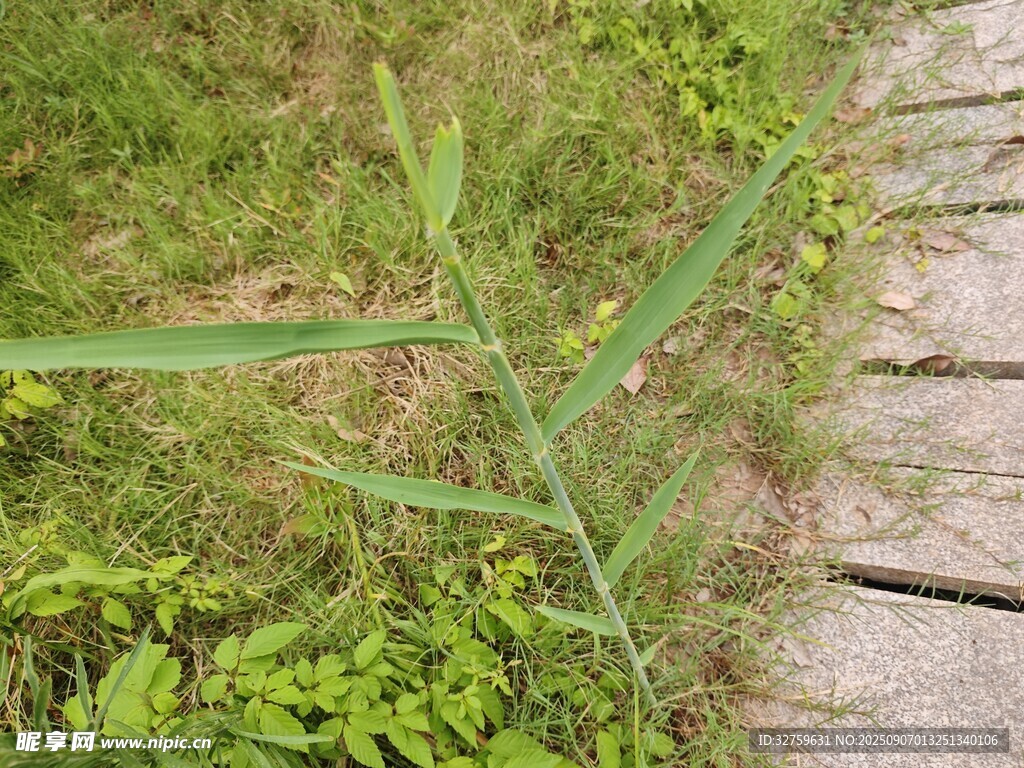 路邊翠綠的單枝長(zhǎng)葉植物