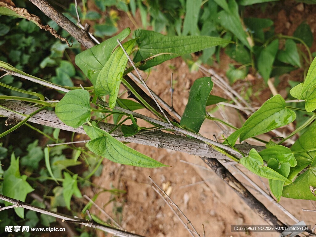 地面上的綠色藤蔓植物