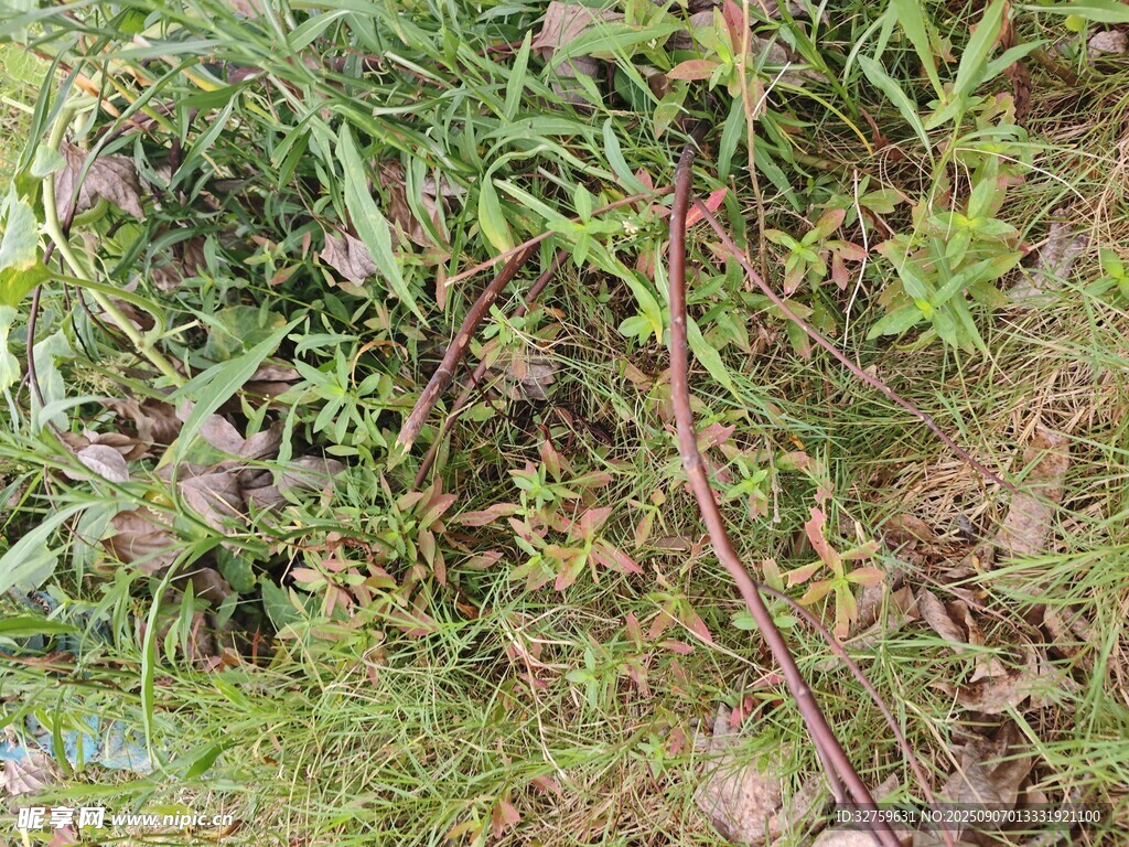 地面叢生的多樣綠色植物
