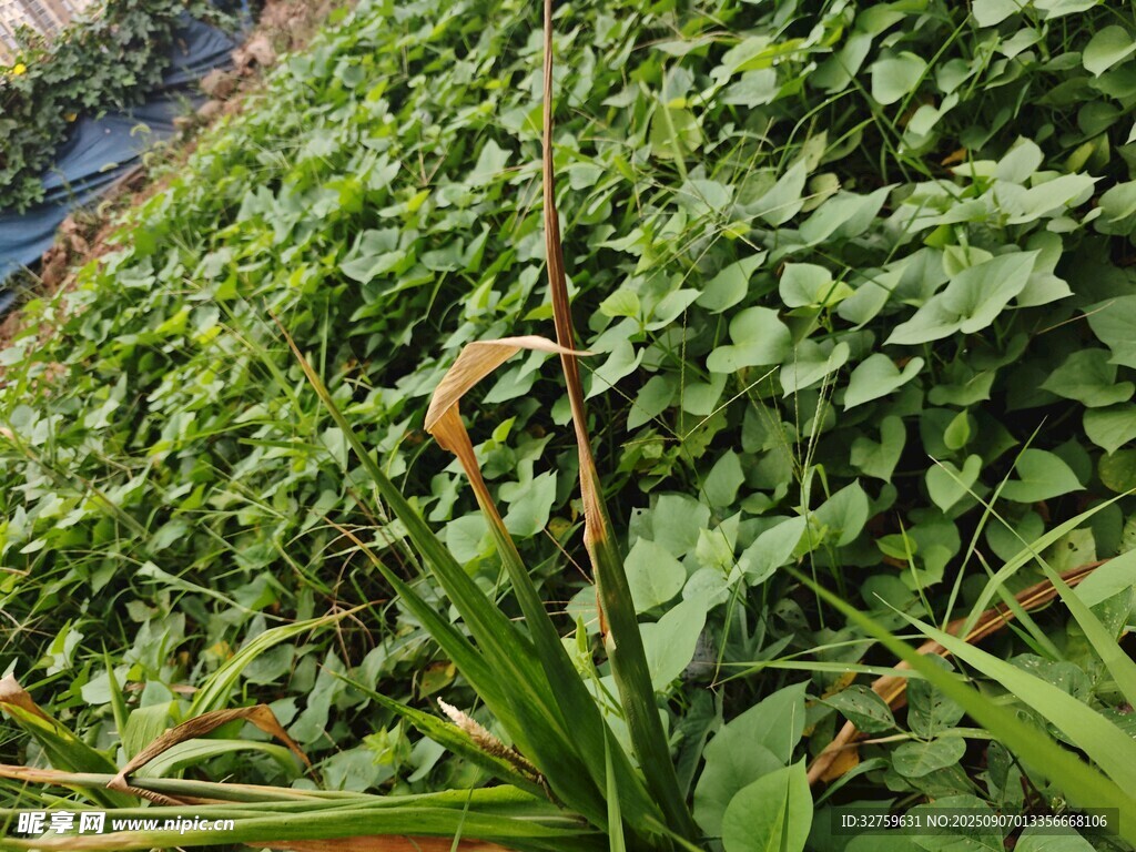 野外生長(zhǎng)的綠色植物