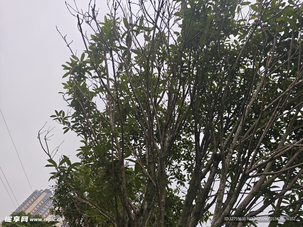 枝葉繁茂的樹木
