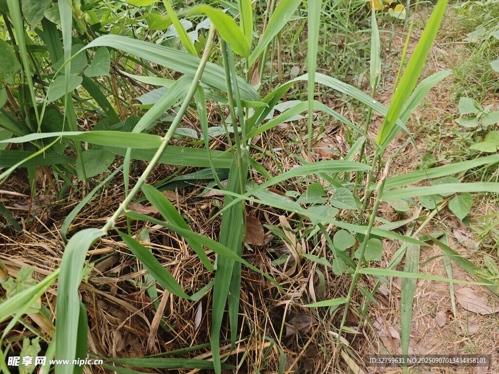 野外生長(zhǎng)的綠色草本植物