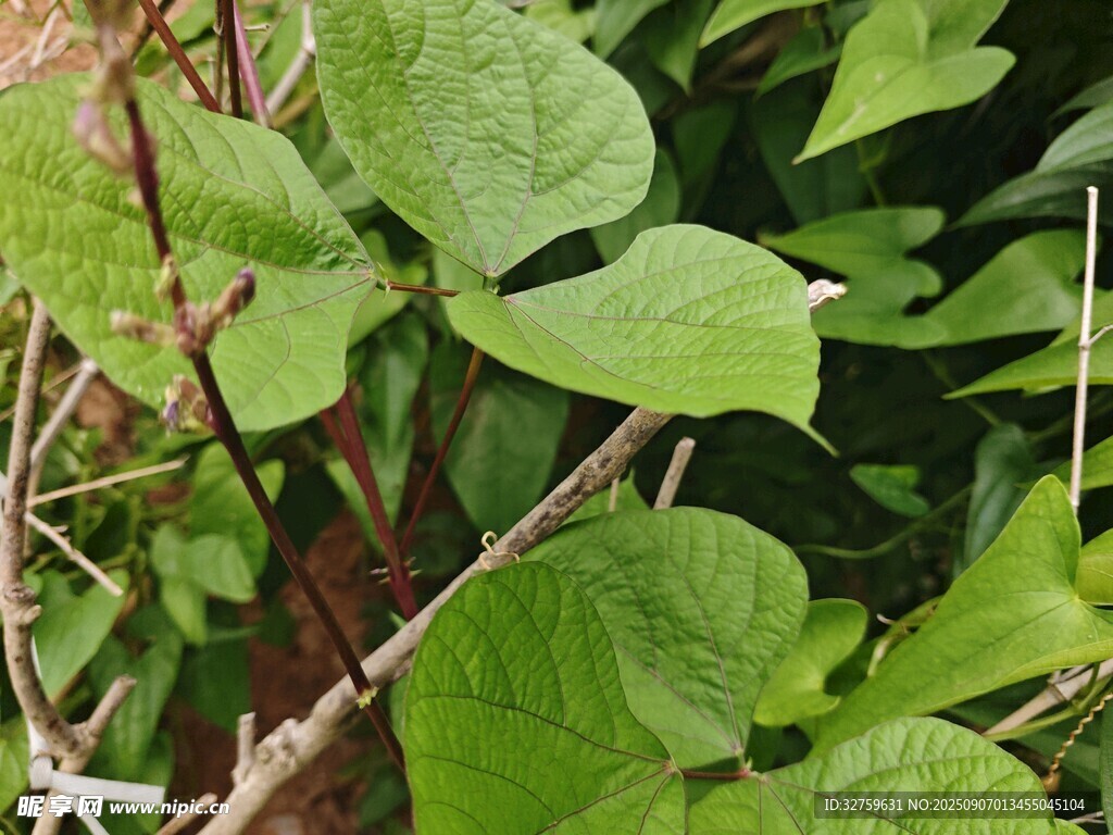 綠葉藤蔓植物特寫