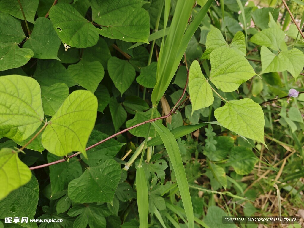 綠葉藤蔓植物特寫(xiě)