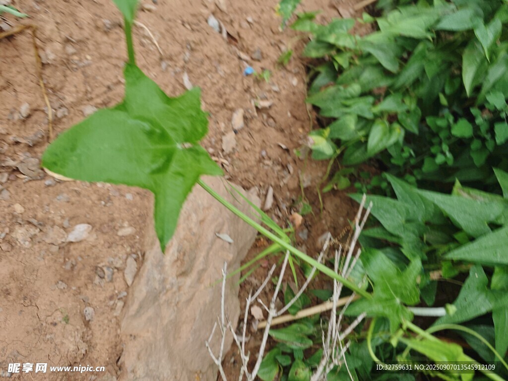 綠葉藤蔓植物特寫