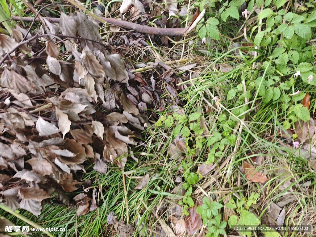 草叢中的枯葉堆