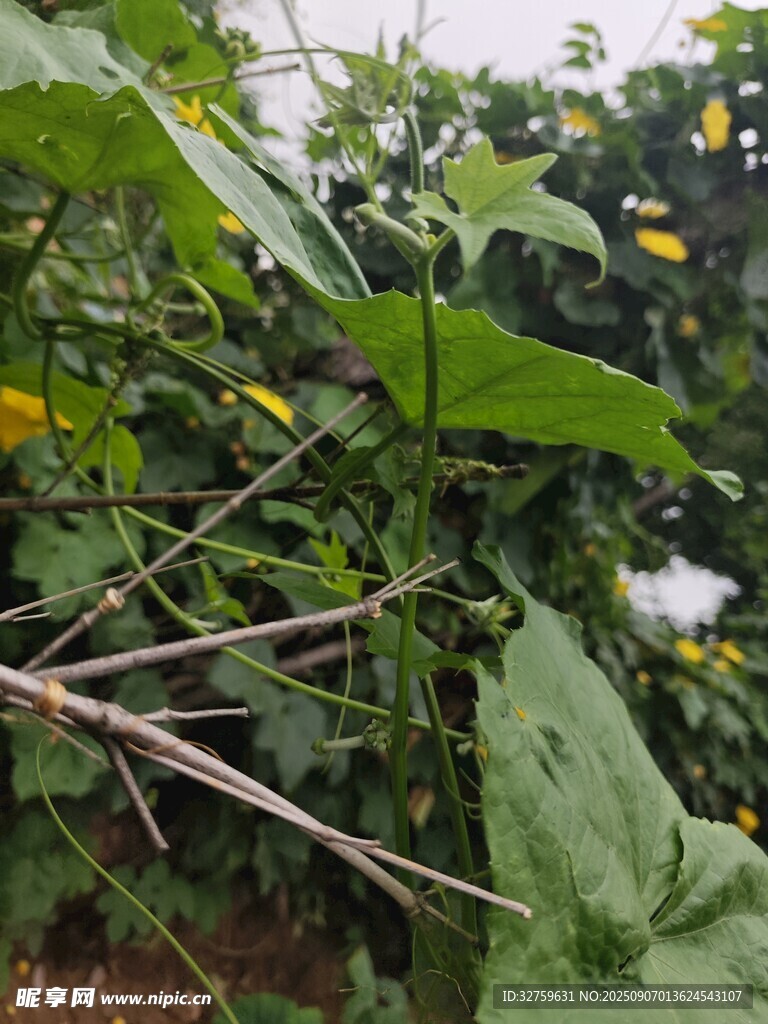 棉花植株特寫