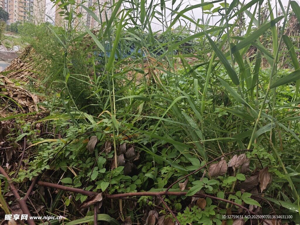 野外繁茂的綠色植物景觀