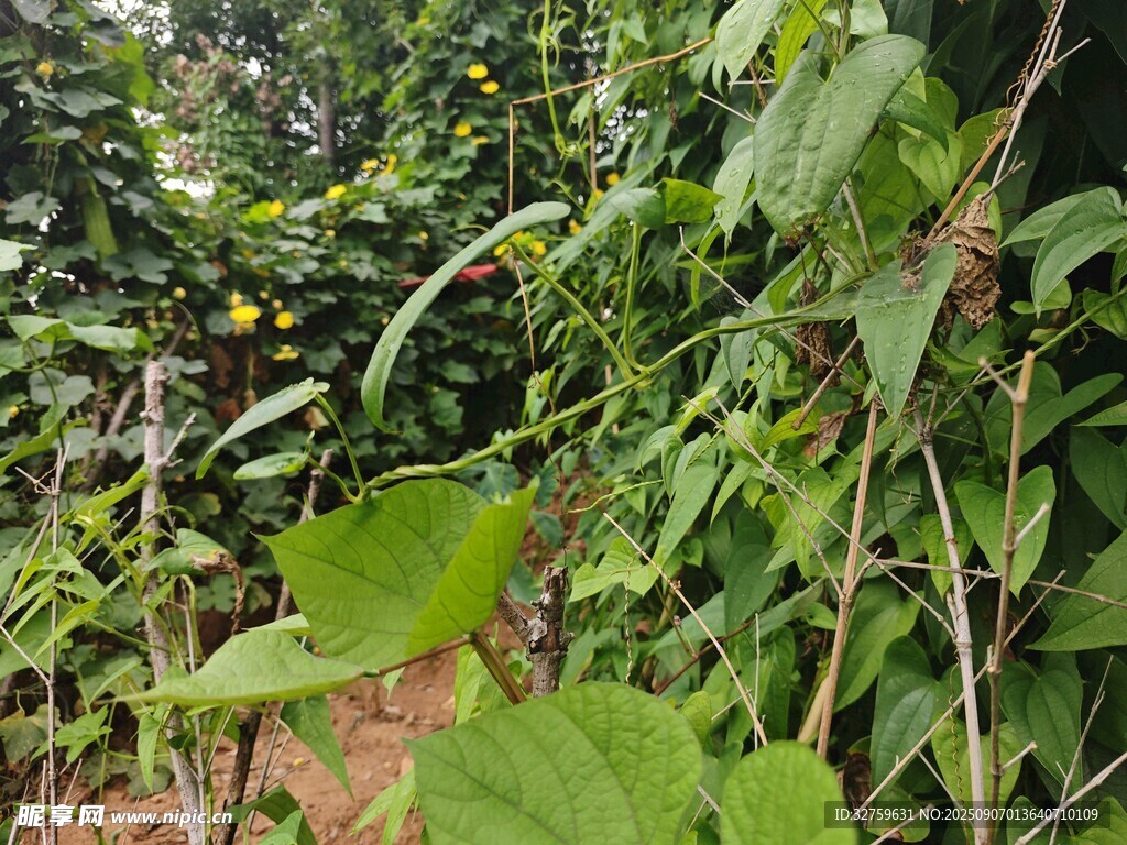 繁茂的綠色植物景觀